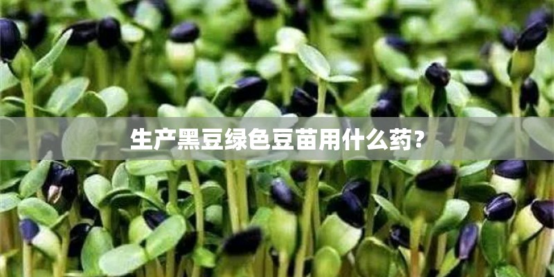 生产黑豆绿色豆苗用什么药？