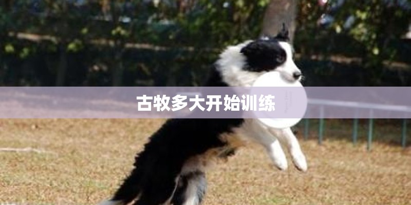 古牧多大开始训练
