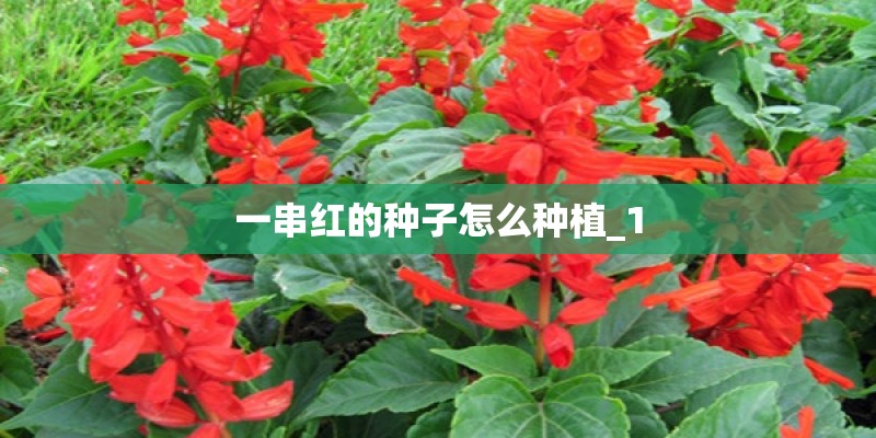 一串红的种子怎么种植_1