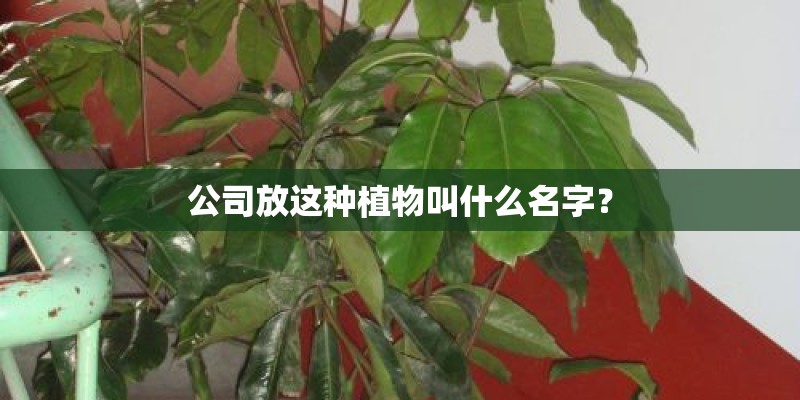 公司放这种植物叫什么名字？