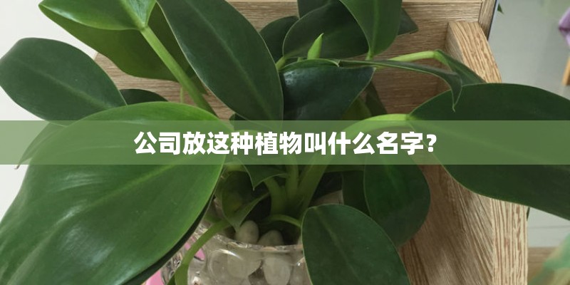 公司放这种植物叫什么名字？
