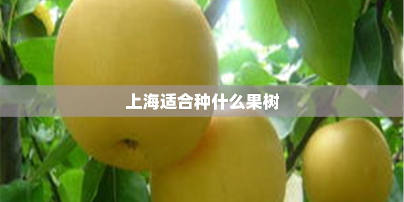 上海适合种什么果树