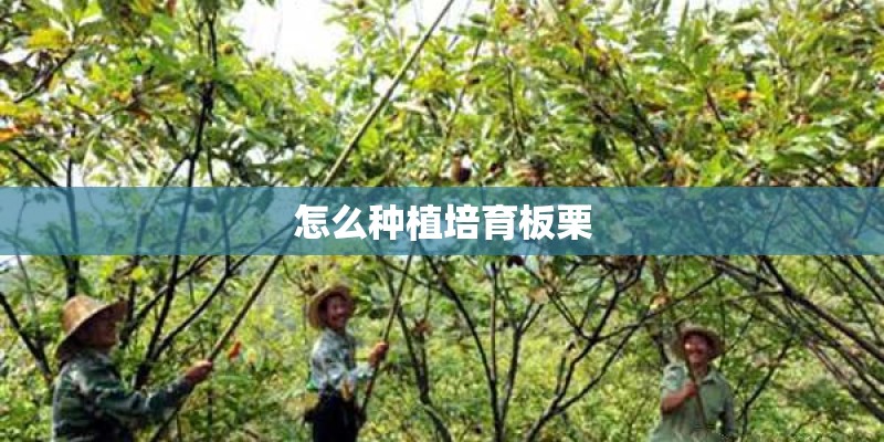 怎么种植培育板栗