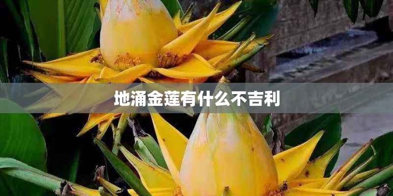 地涌金莲有什么不吉利