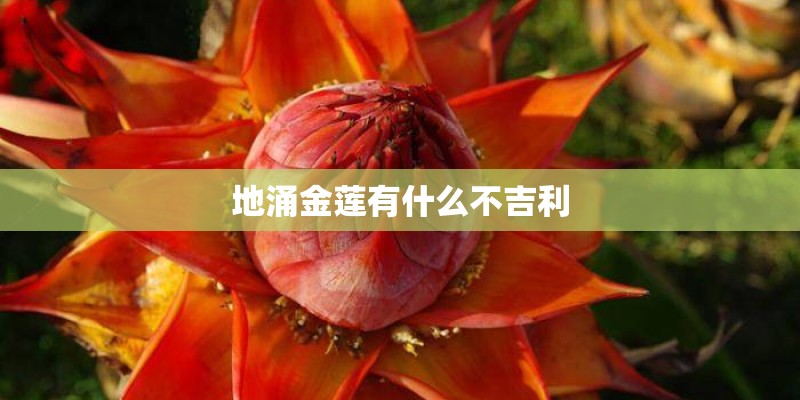 地涌金莲有什么不吉利