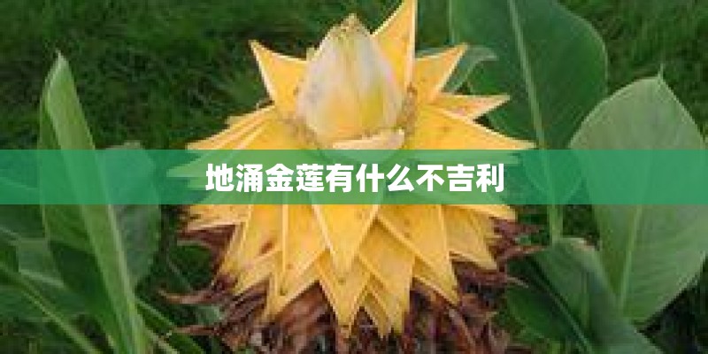 地涌金莲有什么不吉利