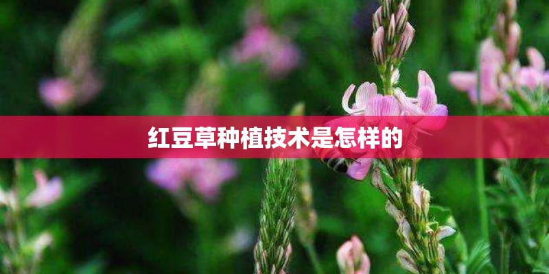 红豆草种植技术是怎样的
