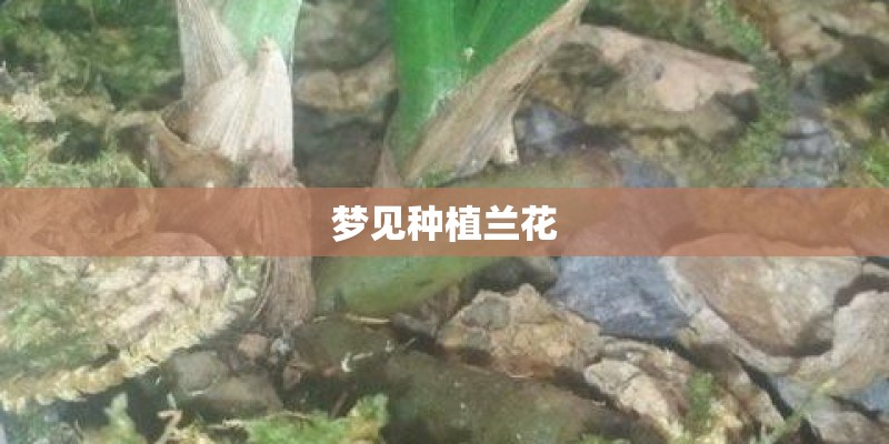 梦见种植兰花