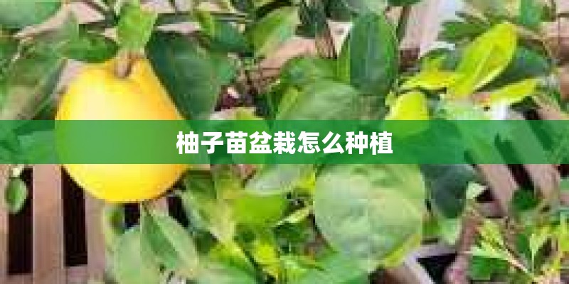 柚子苗盆栽怎么种植