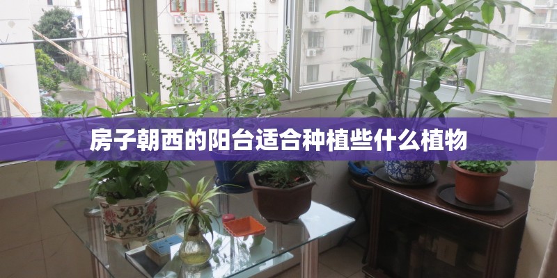 房子朝西的阳台适合种植些什么植物