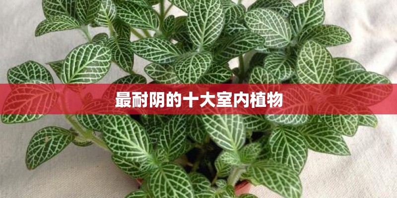 最耐阴的十大室内植物