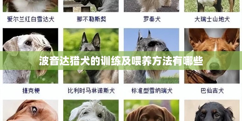 波音达猎犬的训练及喂养方法有哪些