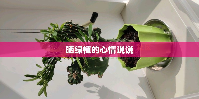晒绿植的心情说说