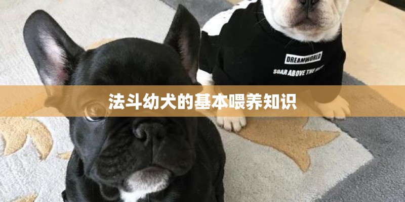 法斗幼犬的基本喂养知识