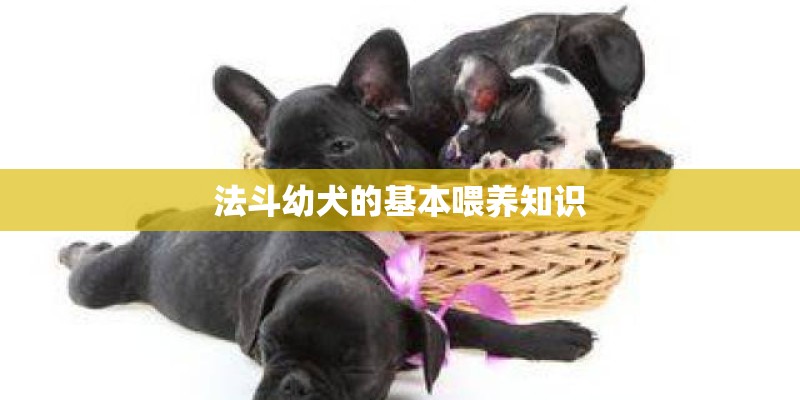 法斗幼犬的基本喂养知识