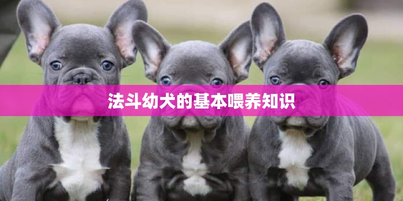 法斗幼犬的基本喂养知识