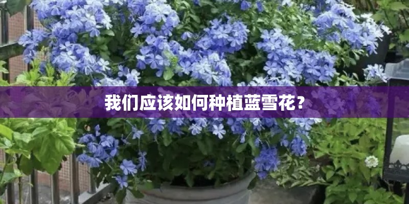 我们应该如何种植蓝雪花？
