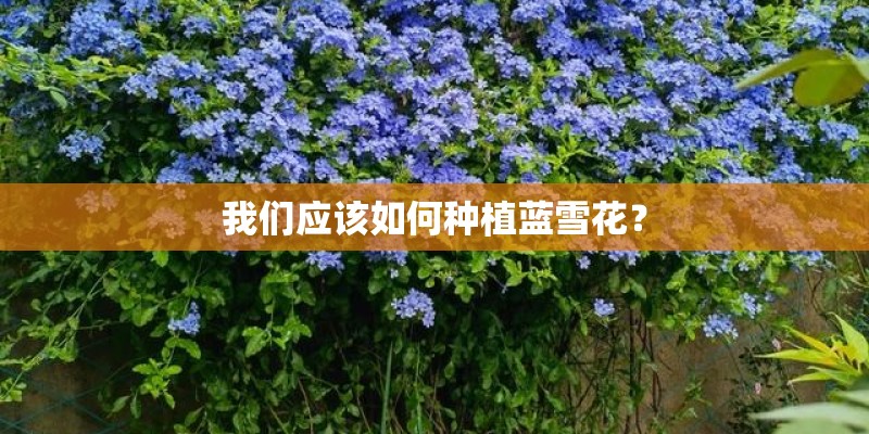 我们应该如何种植蓝雪花？