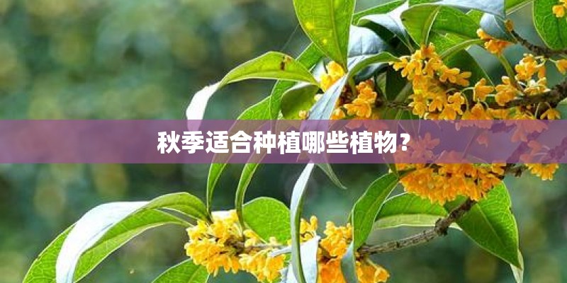 秋季适合种植哪些植物？