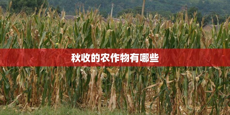 秋收的农作物有哪些