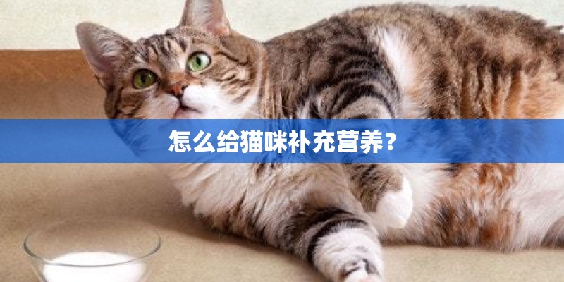 怎么给猫咪补充营养? 怎么给猫咪补充营养?