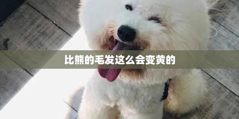 比熊的毛发这么会变黄的