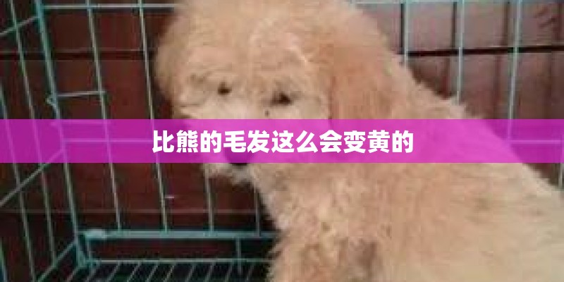 比熊的毛发这么会变黄的