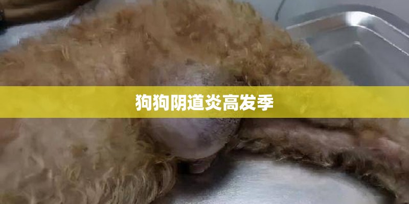 狗狗阴道炎高发季