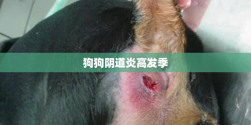 狗狗阴道炎高发季