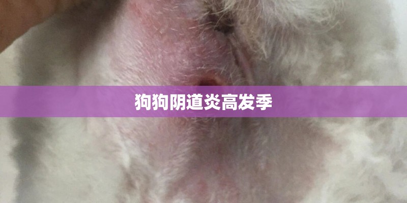 狗狗阴道炎高发季