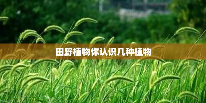 田野植物你认识几种植物