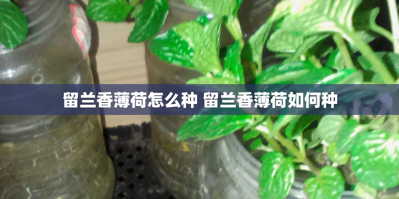 留兰香薄荷怎么种 留兰香薄荷如何种