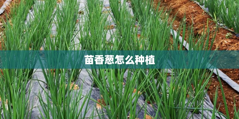 苗香葱怎么种植