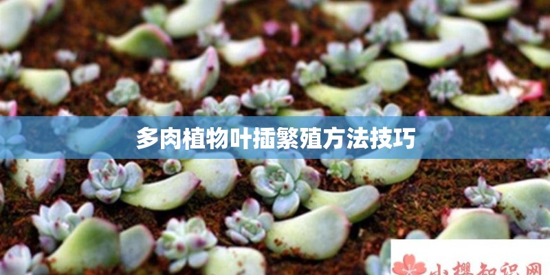 多肉植物叶插繁殖方法技巧