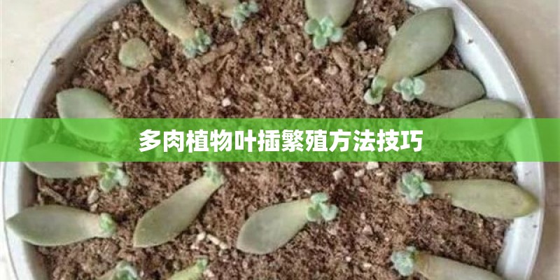 多肉植物叶插繁殖方法技巧
