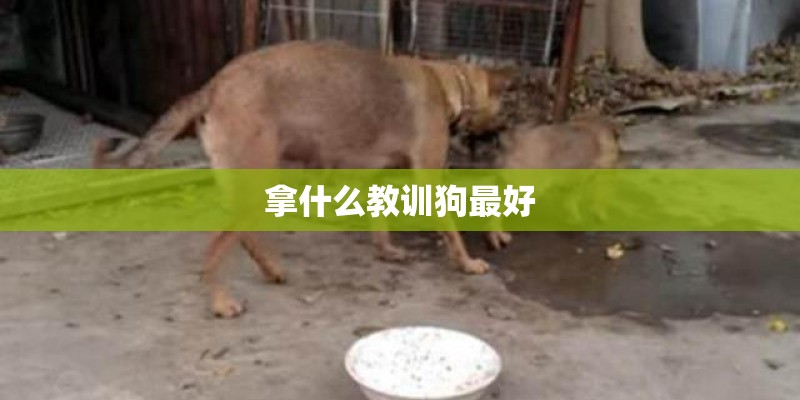 拿什么教训狗最好