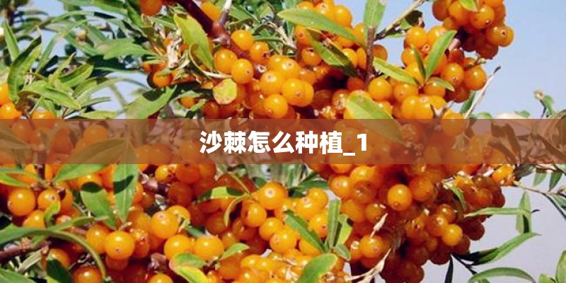 沙棘怎么种植_1 沙棘怎么种植_1