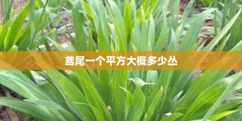 鸢尾一个平方大概多少丛