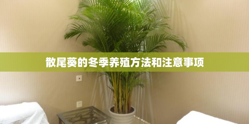 散尾葵的冬季养殖方法和注意事项 散尾葵的冬季养殖方法和注意事项