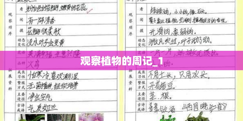 观察植物的周记_1