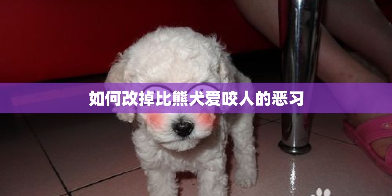 如何改掉比熊犬爱咬人的恶习