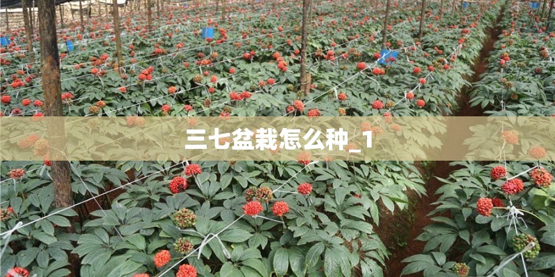 三七盆栽怎么种_1