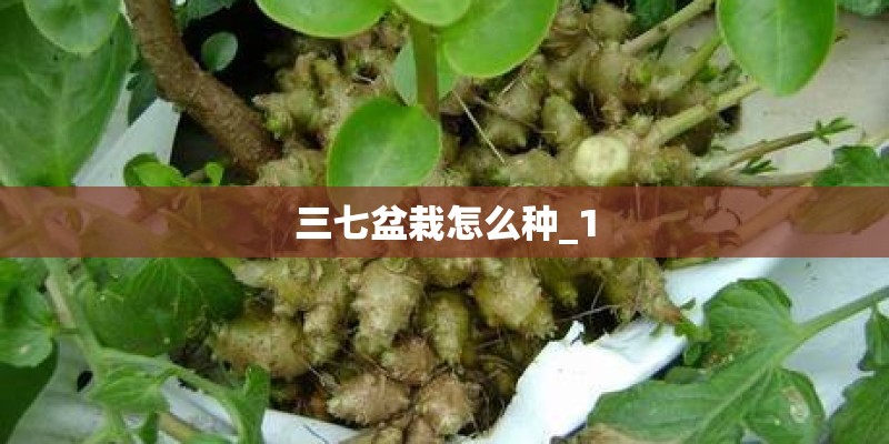 三七盆栽怎么种_1