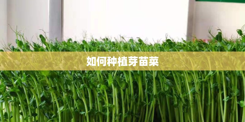 如何种植芽苗菜 如何种植芽苗菜