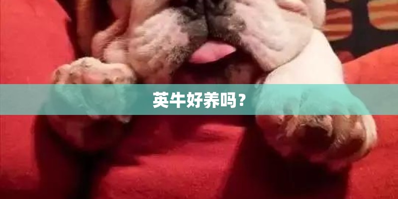 英牛好养吗？