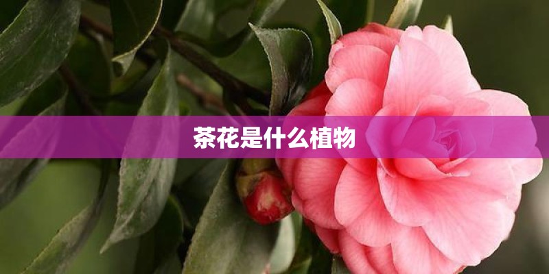 茶花是什么植物