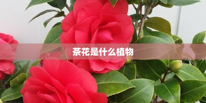 茶花是什么植物