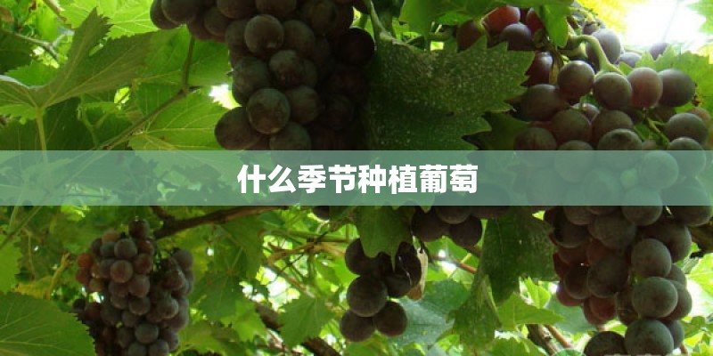 什么季节种植葡萄