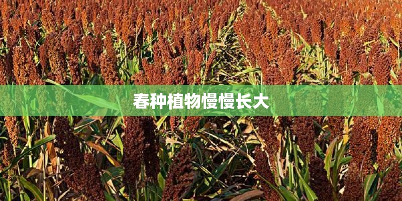 春种植物慢慢长大