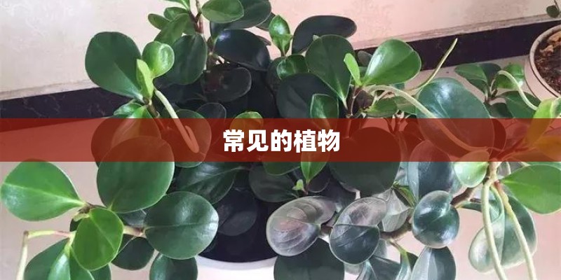 常见的植物
